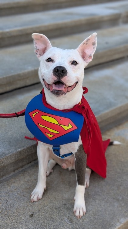Domino hopes to be someone's Superdog